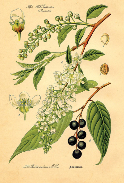 Botanische Illustration - Schwarzkirsche
