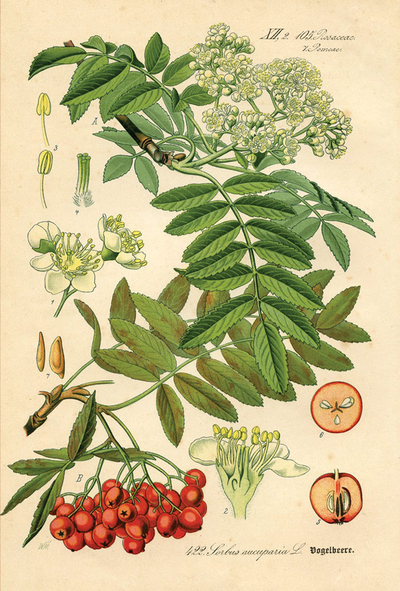 Botanische Illustration - Vogelbeerbaum
