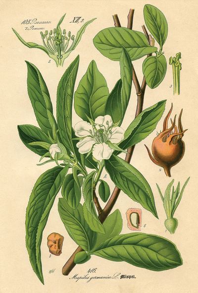 botanische Illustration - Mispeln