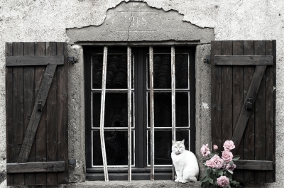 Weiße Katze & Rosen