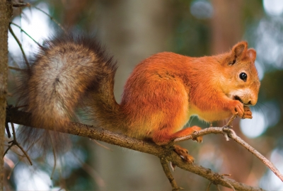 Eichhörnchen