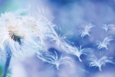 Pusteblume 