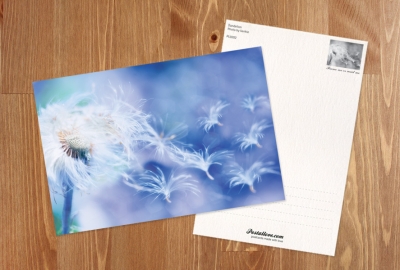 Pusteblume 