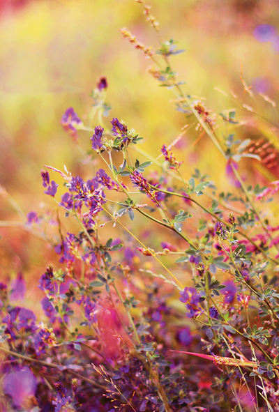 Wilder Lavendel