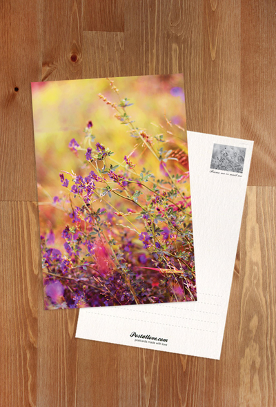 Wilder Lavendel