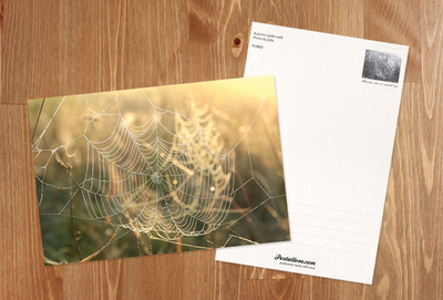 Herbstliches Spinnennetz