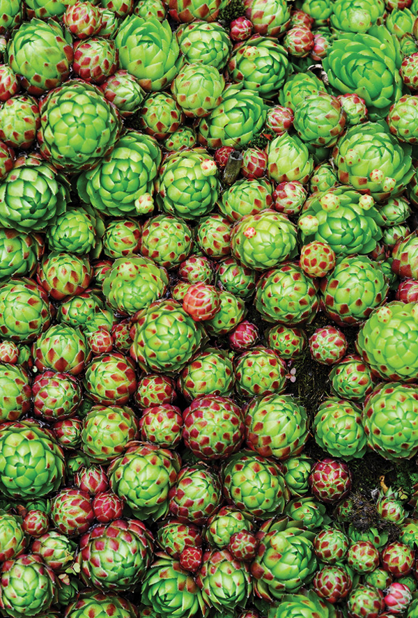 kaktus mit dicken blättern Ariocarpus retusus (Tamaulipas, ex var. panarottoi) GREEN FORM 60 main image 1