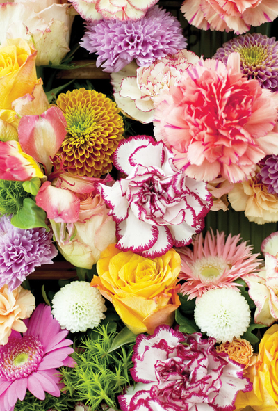 Bunte Nelken