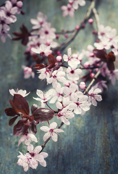 Kirschblüte