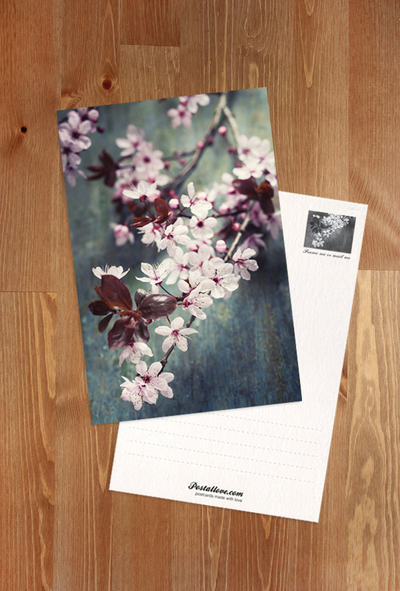 Kirschblüte