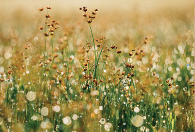 Sommerwiese