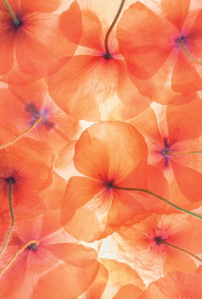 Mohnblumen-Impression