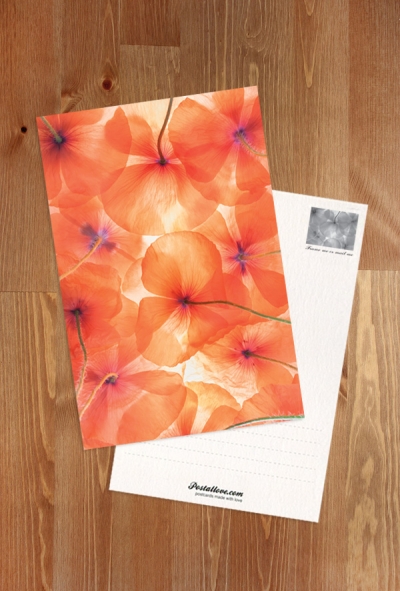 Mohnblumen-Impression