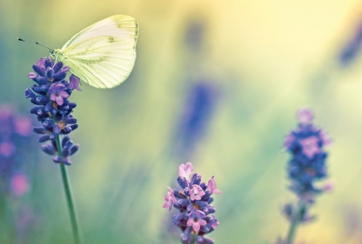 Schmetterling und Lavendel