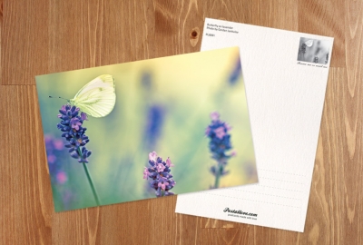 Schmetterling und Lavendel