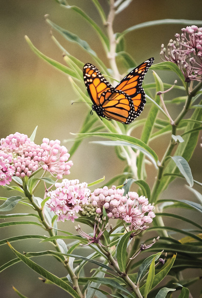 Monarchfalter
