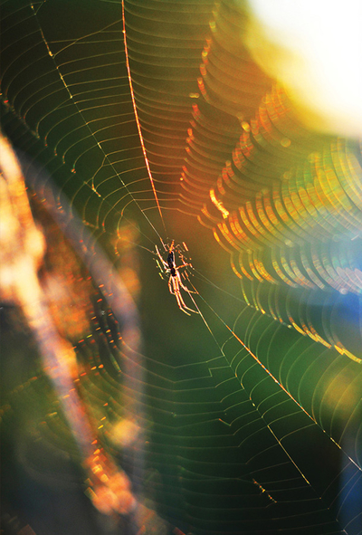 Spinne