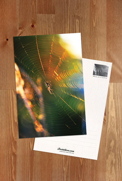 Spinne