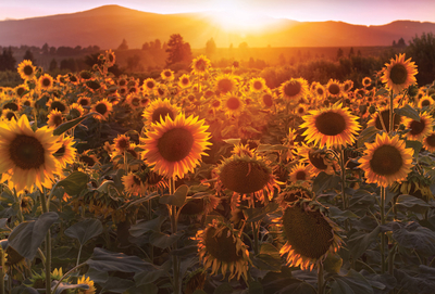 Feld der Sonnenblumen