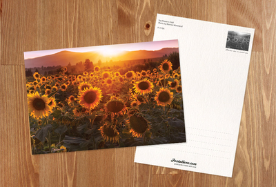 Feld der Sonnenblumen