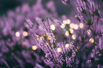 In Violett