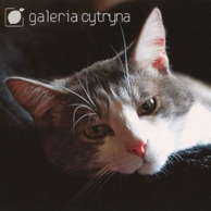 Galerie Zitrone - Liegende Katze