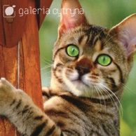 Galerie Zitrone - Grünäugige Katze