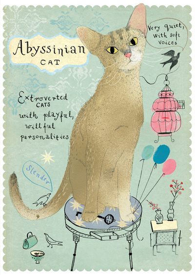 Abessinier-Katze