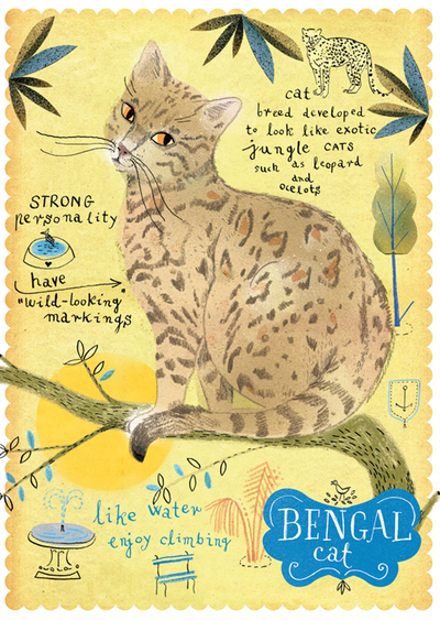 Bengalkatze