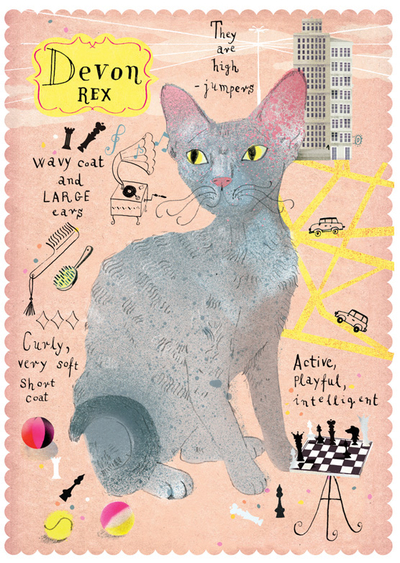 Devon Rex Katze