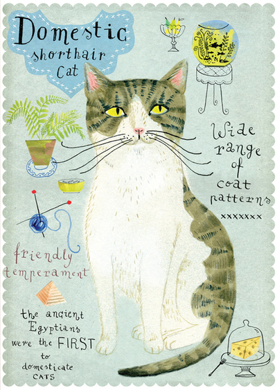 Hauskatze