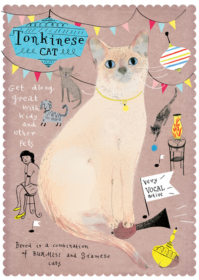 Tonkinese Katze