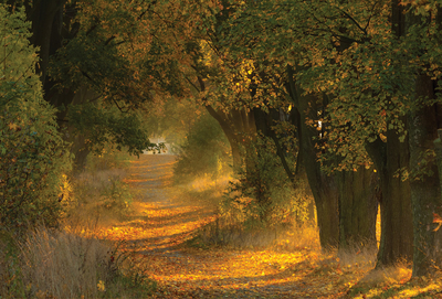 Herbst-Allee