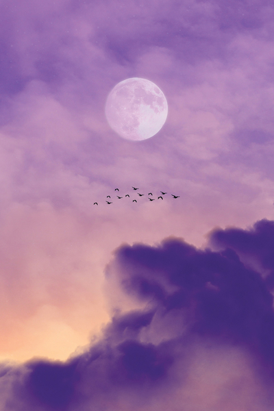 Vollmond und der Zug der Vögel