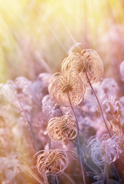 Pastellfarbene Wiese