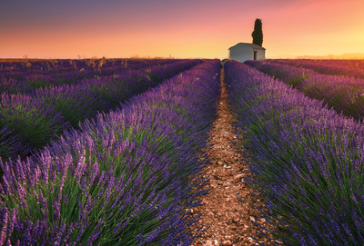 Morgen in der Provence