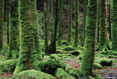 Urwald