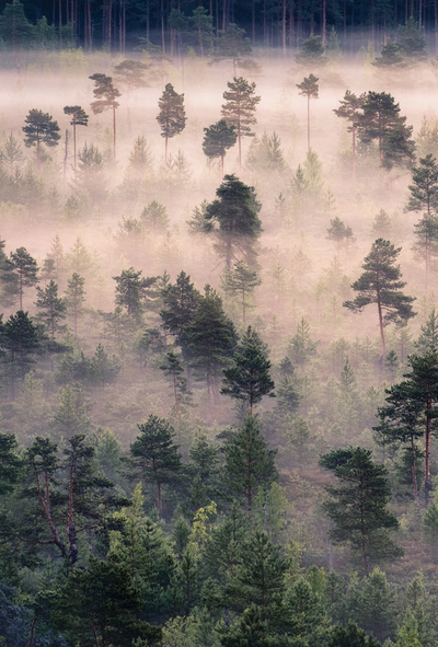 Nebliger Wald