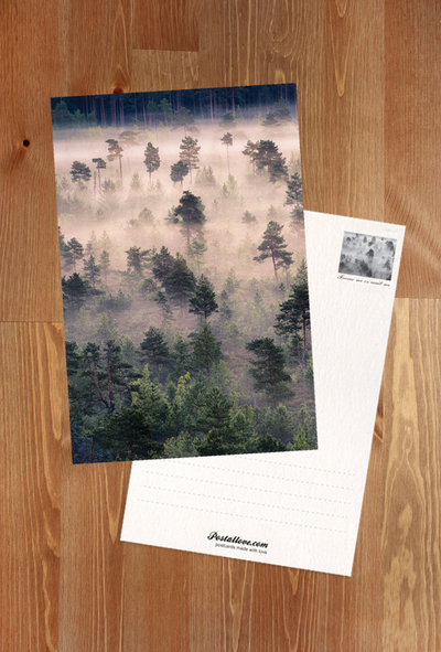 Nebliger Wald