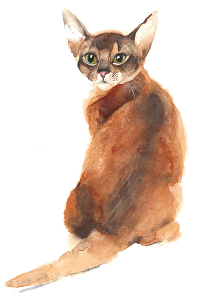 Abessinier, Aquarell