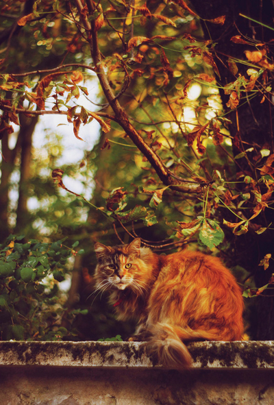 Agata Dobrzańska - Herbst