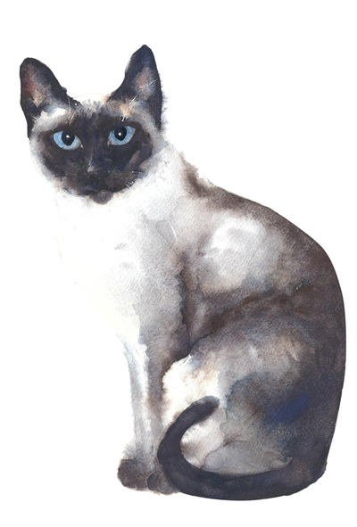 Siamkatze Aquarell