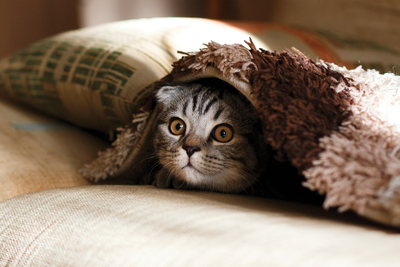 Katzen-Kuckuck