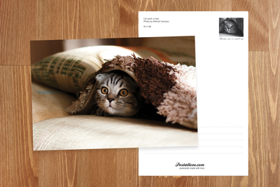 Katzen-Kuckuck