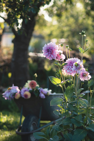 Garten mit Dahlien