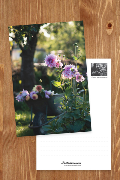 Garten mit Dahlien