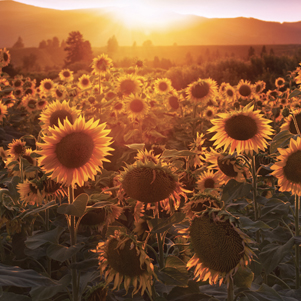 Feld der Sonnenblumen
