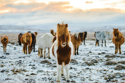 Winterponys