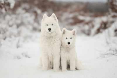 Winterfreunde