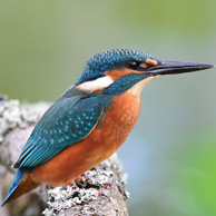 Eisvogel